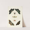 Foreign butterflies occurring in the three continents Asia, Africa and America Pl.306 (1779-1782) by Pieter Cramer