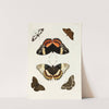 Foreign butterflies occurring in the three continents Asia, Africa and America Pl.307 (1779-1782) by Pieter Cramer