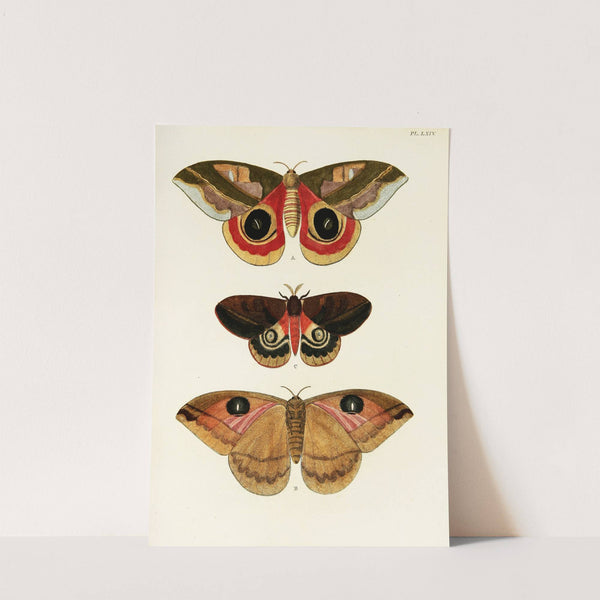 Foreign butterflies occurring in the three continents Asia, Africa and America Pl.311 (1779-1782) by Pieter Cramer