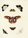 Foreign butterflies occurring in the three continents Asia, Africa and America Pl.315