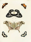 Foreign butterflies occurring in the three continents Asia, Africa and America Pl.317