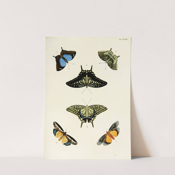 Foreign butterflies occurring in the three continents Asia, Africa and America Pl.320 (1779-1782) by Pieter Cramer