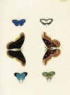 Foreign butterflies occurring in the three continents Asia, Africa and America Pl.323