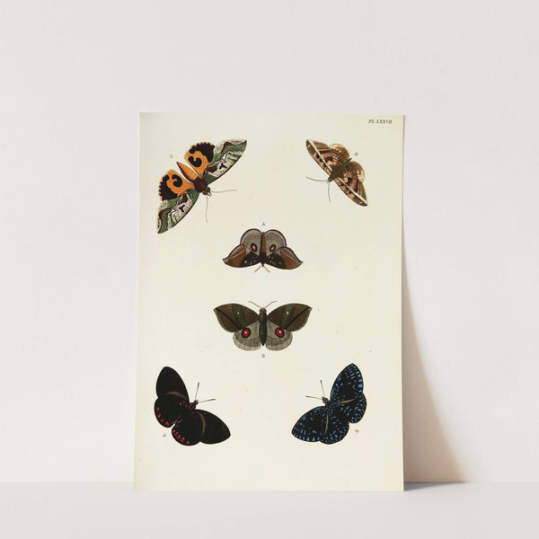 Foreign butterflies occurring in the three continents Asia, Africa and America Pl.324 (1779-1782) by Pieter Cramer