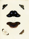 Foreign butterflies occurring in the three continents Asia, Africa and America Pl.327