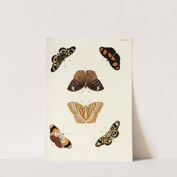 Foreign butterflies occurring in the three continents Asia, Africa and America Pl.328 (1779-1782) by Pieter Cramer