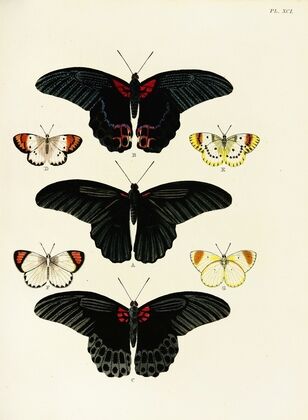 Foreign butterflies occurring in the three continents Asia, Africa and America Pl.338