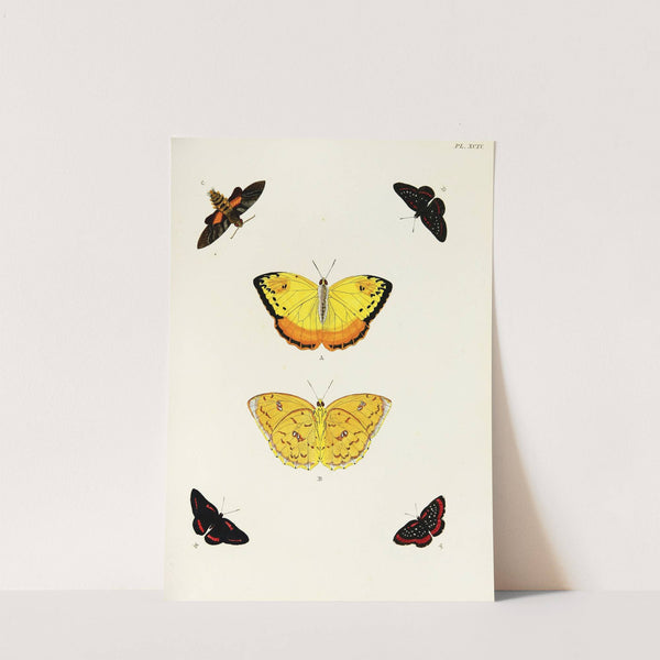 Foreign butterflies occurring in the three continents Asia, Africa and America Pl.341 (1779-1782) by Pieter Cramer