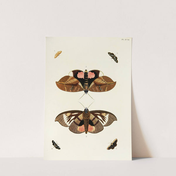 Foreign butterflies occurring in the three continents Asia, Africa and America Pl.344 (1779-1782) by Pieter Cramer