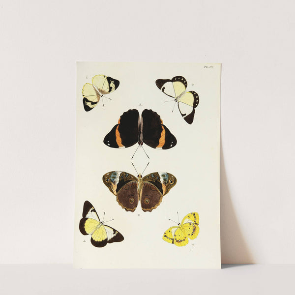 Foreign butterflies occurring in the three continents Asia, Africa and America Pl.352 (1779-1782) by Pieter Cramer
