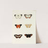 Foreign butterflies occurring in the three continents Asia, Africa and America Pl.363 (1779-1782) by Pieter Cramer