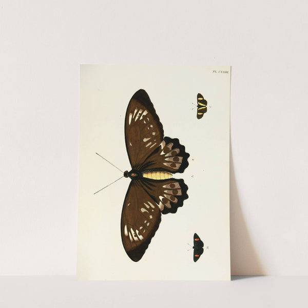 Foreign butterflies occurring in the three continents Asia, Africa and America Pl.370 (1779-1782) by Pieter Cramer