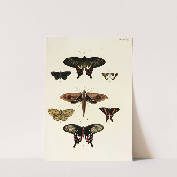 Foreign butterflies occurring in the three continents Asia, Africa and America Pl.375 (1779-1782) by Pieter Cramer