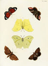 Foreign butterflies occurring in the three continents Asia, Africa and America Pl.376