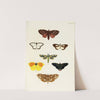 Foreign butterflies occurring in the three continents Asia, Africa and America Pl.378 (1779-1782) by Pieter Cramer