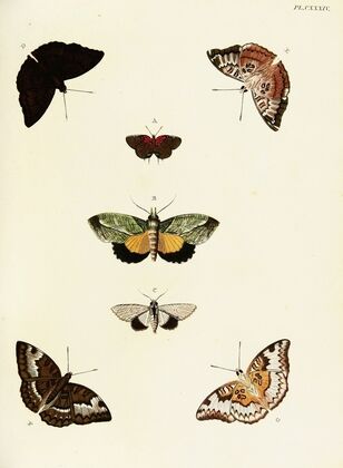 Foreign butterflies occurring in the three continents Asia, Africa and America Pl.381