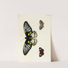 Foreign butterflies occurring in the three continents Asia, Africa and America Pl.383 (1779-1782) by Pieter Cramer