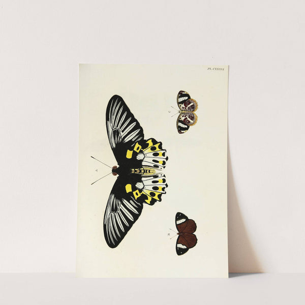 Foreign butterflies occurring in the three continents Asia, Africa and America Pl.383 (1779-1782) by Pieter Cramer