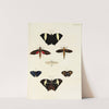 Foreign butterflies occurring in the three continents Asia, Africa and America Pl.384 (1779-1782) by Pieter Cramer