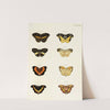 Foreign butterflies occurring in the three continents Asia, Africa and America Pl.385 (1779-1782) by Pieter Cramer