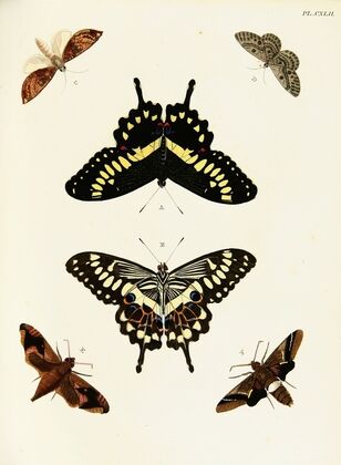 Foreign butterflies occurring in the three continents Asia, Africa and America Pl.389
