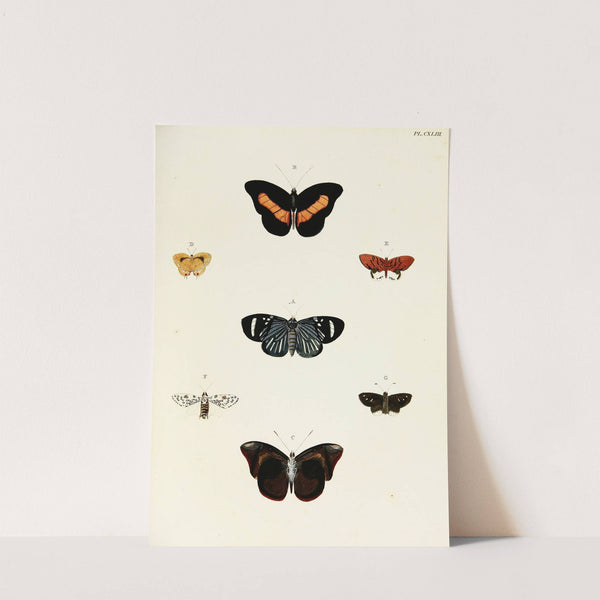 Foreign butterflies occurring in the three continents Asia, Africa and America Pl.390 (1779-1782) by Pieter Cramer