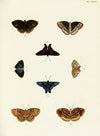 Foreign butterflies occurring in the three continents Asia, Africa and America Pl.391