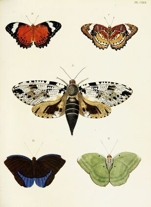Foreign butterflies occurring in the three continents Asia, Africa and America Pl.392