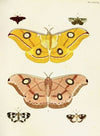 Foreign butterflies occurring in the three continents Asia, Africa and America Pl.394