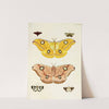 Foreign butterflies occurring in the three continents Asia, Africa and America Pl.394 (1779-1782) by Pieter Cramer