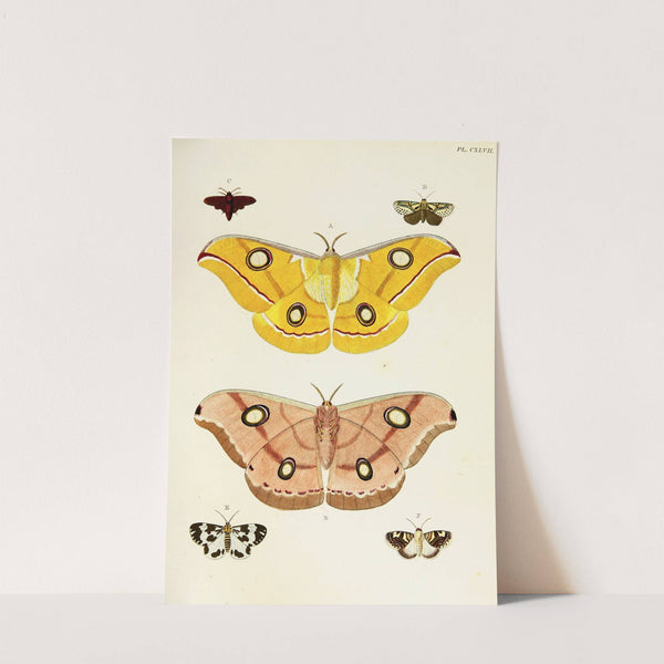 Foreign butterflies occurring in the three continents Asia, Africa and America Pl.394 (1779-1782) by Pieter Cramer