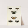 Foreign butterflies occurring in the three continents Asia, Africa and America Pl.402 (1779-1782) by Pieter Cramer