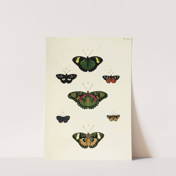 Foreign butterflies occurring in the three continents Asia, Africa and America Pl.403 (1779-1782) by Pieter Cramer