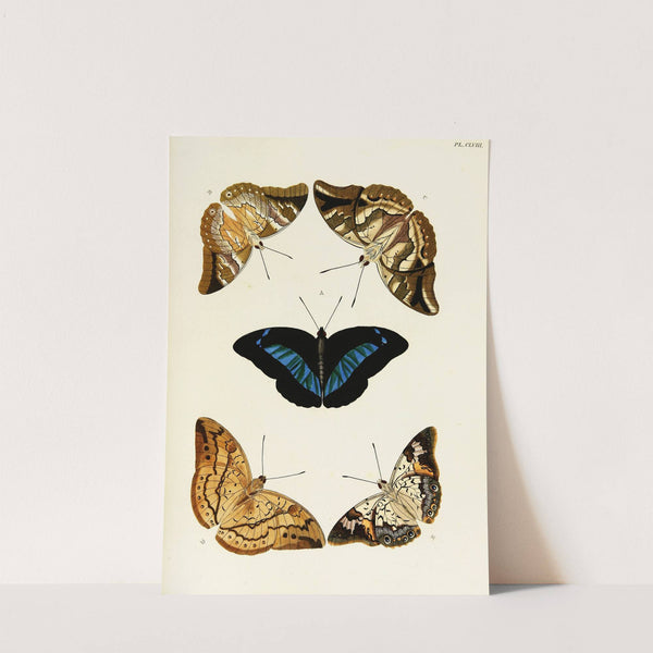 Foreign butterflies occurring in the three continents Asia, Africa and America Pl.405 (1779-1782) by Pieter Cramer