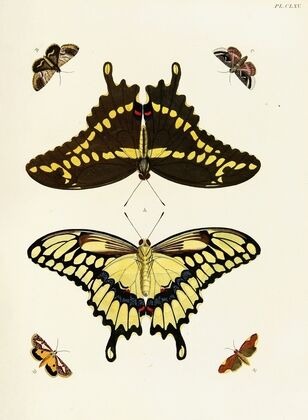 Foreign butterflies occurring in the three continents Asia, Africa and America Pl.412