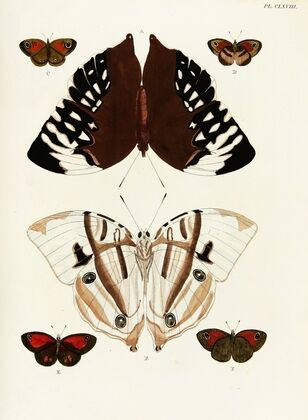 Foreign butterflies occurring in the three continents Asia, Africa and America Pl.415