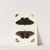 Foreign butterflies occurring in the three continents Asia, Africa and America Pl.417 (1779-1782) by Pieter Cramer