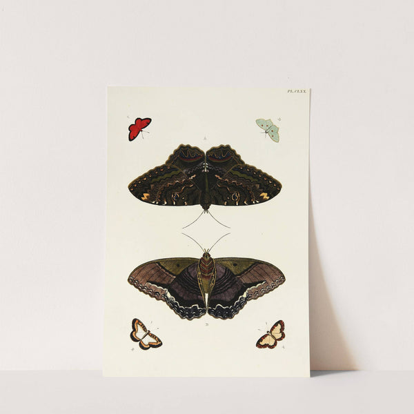 Foreign butterflies occurring in the three continents Asia, Africa and America Pl.417 (1779-1782) by Pieter Cramer