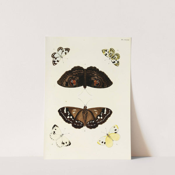 Foreign butterflies occurring in the three continents Asia, Africa and America Pl.418 (1779-1782) by Pieter Cramer