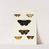 Foreign butterflies occurring in the three continents Asia, Africa and America Pl.419 (1779-1782) by Pieter Cramer