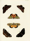 Foreign butterflies occurring in the three continents Asia, Africa and America Pl.421