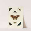 Foreign butterflies occurring in the three continents Asia, Africa and America Pl.423 (1779-1782) by Pieter Cramer