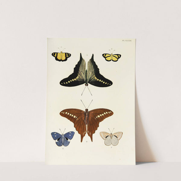 Foreign butterflies occurring in the three continents Asia, Africa and America Pl.426 (1779-1782) by Pieter Cramer