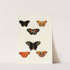 Foreign butterflies occurring in the three continents Asia, Africa and America Pl.427 (1779-1782) by Pieter Cramer