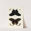 Foreign butterflies occurring in the three continents Asia, Africa and America Pl.428 (1779-1782) by Pieter Cramer