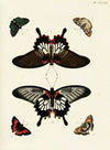 Foreign butterflies occurring in the three continents Asia, Africa and America Pl.429