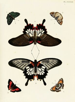 Foreign butterflies occurring in the three continents Asia, Africa and America Pl.429