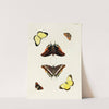 Foreign butterflies occurring in the three continents Asia, Africa and America Pl.433 (1779-1782) by Pieter Cramer