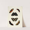 Foreign butterflies occurring in the three continents Asia, Africa and America Pl.437 (1779-1782) by Pieter Cramer