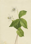 Canada Violet (Viola canadensis) (1903)